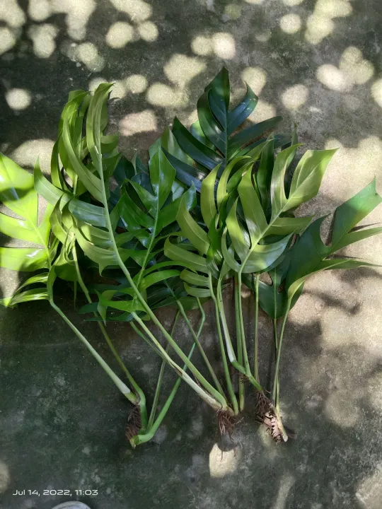 Monstera Dragon tail plant 5pcs cuttings with roots easy to grow (Luzon