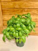 Italian Sweet Basil( 6” inch Pot) ?ต้นโหระพาอิตาลี่ พุ่มใหญ่ กระถาง6นิ้ว. พร้อมจัดส่ง