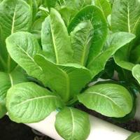 เมล็ดพันธุ์ ผักสลัด ( Lettuce ??Seed ) เช่น กรีนคอส, เรดคอส, กรีนโอ๊ค, เรดโอ๊ค, เรดโครอล, กรีนแทงโก้, ผักกาดหอมแดง บรรจุ 300 เมล็ด