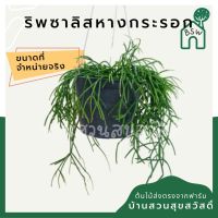 (ขายส่ง 50 ต้น ) ริพซาลิสหางกระรอก rhipsalis