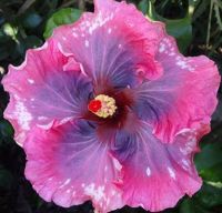 เมล็ดพันธุ์ชบาแคริบเบี้ยน โบฮีเมียน ราฟโซดี้(Bohemian Rhapsody Caribbean Hibiscus Seed)บรรจุ 10 เมล็ด ของแท้ คุณภาพดี ราคาถูก นำเข้าจากต่างประเทศ