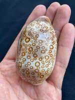 เปลือกหอยนางรมธรรมชาติไม่ย้อมสี eye cowrie natural sea conch shell 6-8cm bai yan