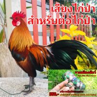 เสียงไก่ป่าตัวผู้ [แฟรชไดร์ฟรวมเสียงสัตว์] ฟาร์มไก่แจ้ กาฬสินธุ์