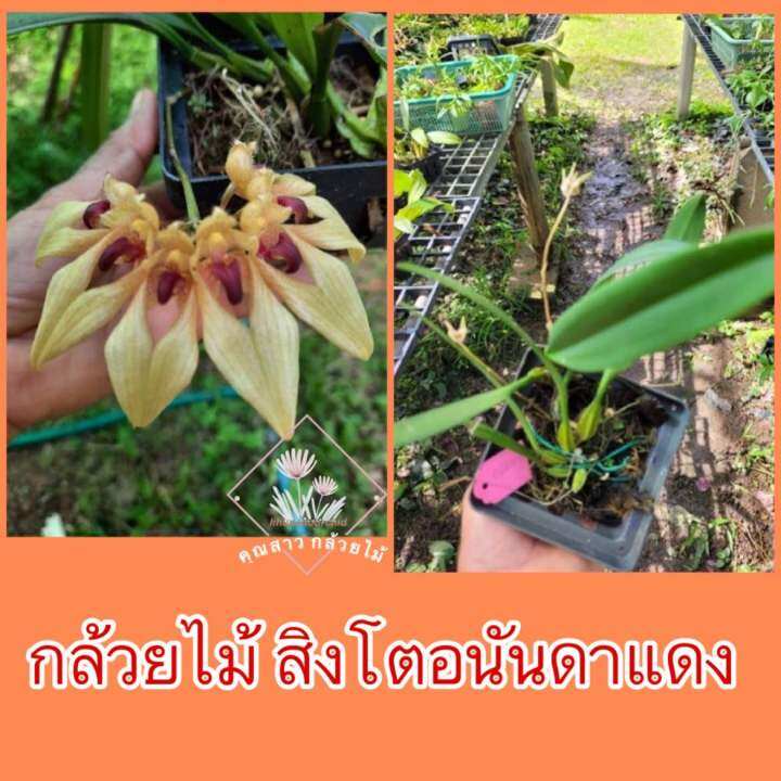 กล้วยไม้-สิงโตอนันดาแดง-ดอก18สค-66