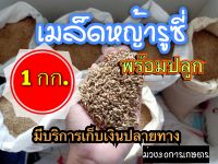 ✅ รูซี่ เมล็ดหญ้ารูซี่ 1 กิโลกรัม #รับประกันการงอก #พร้อมปลูก หญ้าลูซี่ หญ้าเลี้ยงสัตว์ หญ้า พันธ์ุหญ้า  หญ้าเลี้ยงวัว