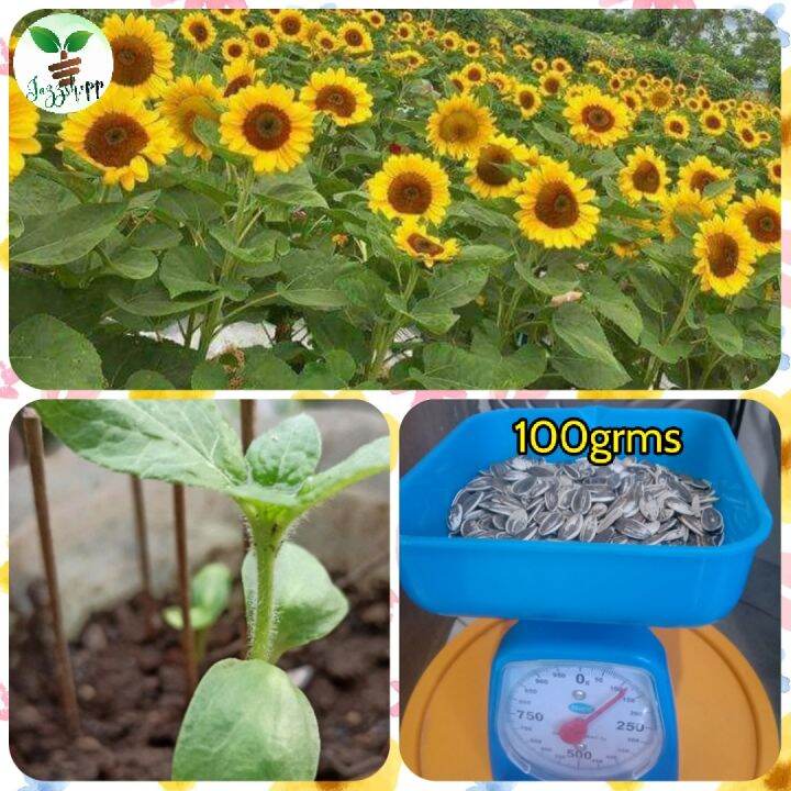 Giant Sunflower seeds/ For planting (100grms) High Germination rate