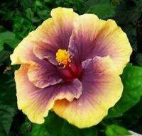 เมล็ดพันธุ์ชบาแคริบเบี้ยน ซันชายน์ ไบรท์(Sunshine Bright Caribbean Hibiscus Seed)บรรจุ 10 เมล็ด ของแท้ คุณภาพดี ราคาถูก นำเข้าจากต่างประเทศ