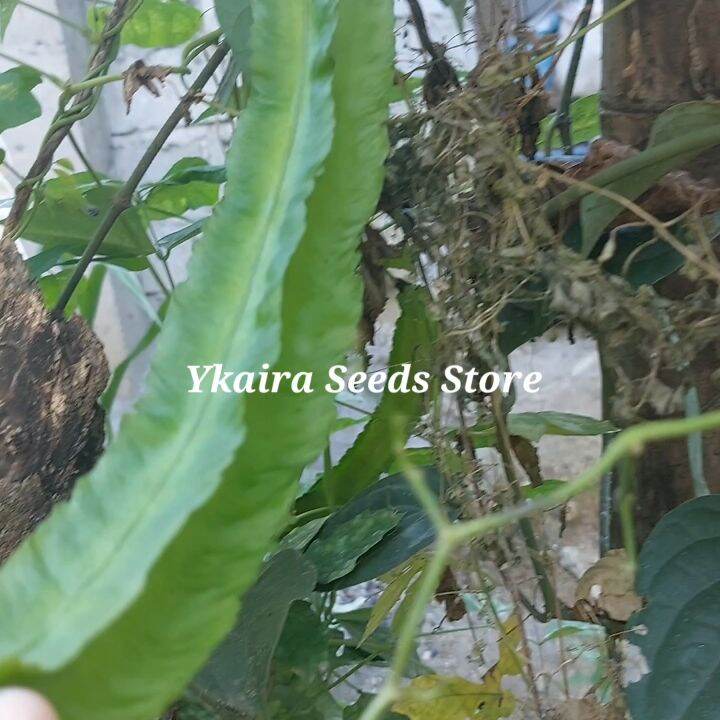 Sigarilyas Kalamismis 7 Seeds Binhi Pantanim Outdoor Garden Plant