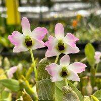 หวายแบนเวียดนาม Dendrobium trantuanii สีชมพู