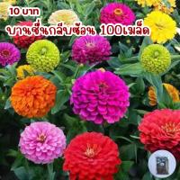 บานชื่นกลีบซ้อน100เมล็ด ซื้อครบ10 ฟรี1