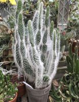 โอพันเทีย สโนว์ Opuntia Snow กระบองเพชร แคคตัส