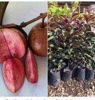 ? #ฝรั่งแดง ทับทิมสยาม(เพาะเมล็ดสูง60-70cm)ผลกลมทรงแป้นให้ผลผลิตทั้งปีมีกลิ่นหอมเฉพาะชื่อเป็นมงคล