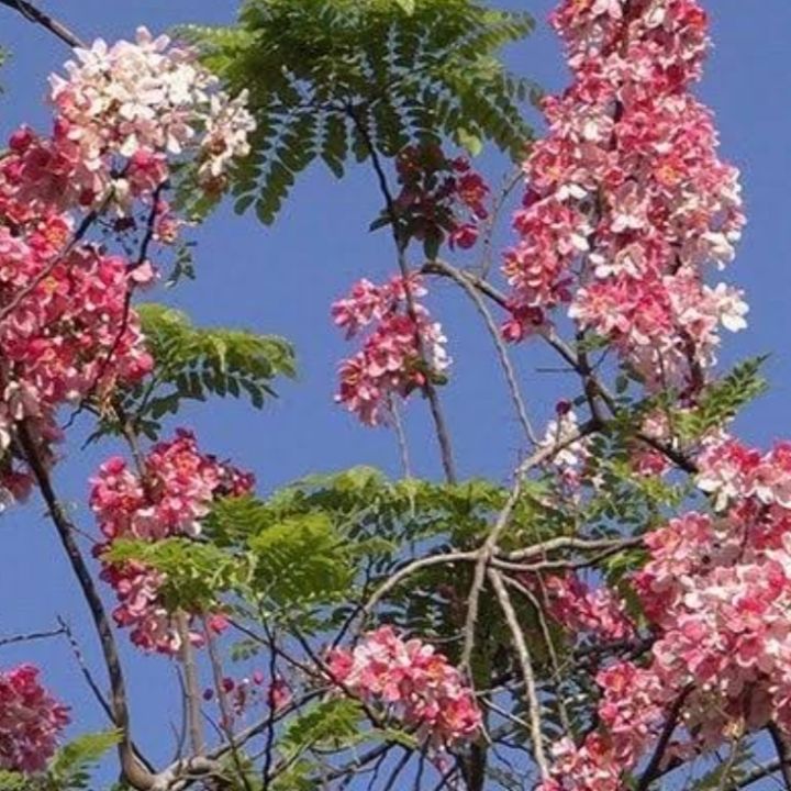 ต้นชัยพฤกษ์-ปลุกเป็นไม้มงคล-ดอกสีชมพูสวยมาก-ต้นพร้อมปลูก-สูง25-35ซ-ม-3-ต้นแถม-1-ต้น-แบบเพาะเม็ด