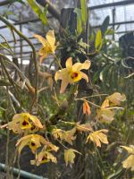 กล้วยไม้เหลืองจันทบูร Dendrobium friedericksianum พันธุ์แท้(ไม้เมล็ด) ติดขอนไม้