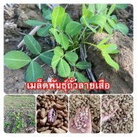 เมล็ดพันธุ์ถั่วลายเสือ 100 เม็ด ปลูกง่าย โตเร็ว ถั่วลิสงลายเสือ