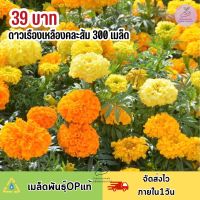 เมล็ดพันธุ์ ดอกดาวเรืองคละสี ส้ม เหลือง 300เมล็ด