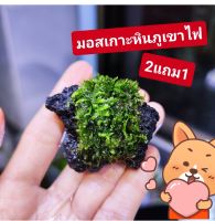 มอสเกาะหินภูเขาไฟ​ แต่งตู้ปลา​ซื้อ2แถม1