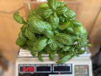 Fresh Italian Sweet Basil leafs 100 g/200g (cut to order) ?ใบโหระพาอิตาลี่ ตัดสดๆ 100กรัม/ 200 กรัมสำหรับร้านอาหาร #พิซซ่า #สปาเก็ตตี้ #อิตาลี่