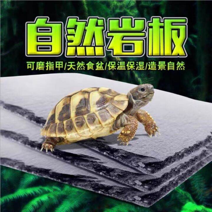 Tortoise Feeding Basin Reptiles Basking Platform Tortoise Rock Plate