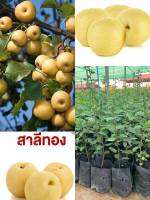 ?ต้นสาลี่ทองคำ เป็นที่นิยมปลูกกันแพร่หลาย ปลูก 3-4 ปีออกผล ปลูกง่ายโตไว