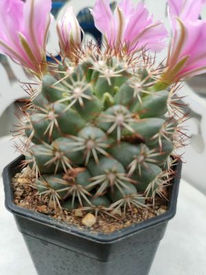 กระบองเพชร แคคตัส แมมชูแมน (Mammillaria schumannii) เต้าโตอวบ ขนาดเต้า 1 ซม. ขนาดหัวไม้ 2 นิ้วกว่า สูงประมาณ 2.5 นิ้ว ไซร์ให้ดอก อยู่ในกระถาง 3 นิ้ว พร้อมส่ง