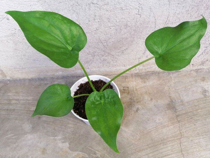 Chinese taro, rooted in soil/pot, live, rare, exotic, alocasia