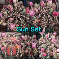 เมล็ดSunset เก็บใหม่ๆสดๆจากในสวน?