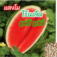 เมล็ดพันธุ์แตงโมไร้เมล็ด หวาน 14  บริกซ์ [ชุด20เมล็ด]