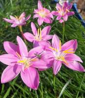 ดอกบัวดินสีชมพูพันธุ์โรเซีย1ชุด10หัวพันธุ์ไม้ดอกไม้ประดับไม้หายาก