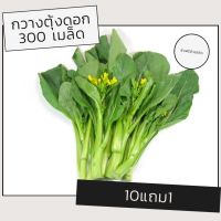 เมล็ดผักกวางตุ้งดอก เมล็ดพันธุ์ผัก เมล็ดผัก 10แถม1 คละได้