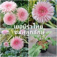 ต้นเยอบีร่าไทย ชมพูลูกลักษณ์ Thai Gerbera ไม้สะสม ไม้ดอก