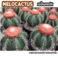 ?เมโลแคคตัส melocactus ?น้องหนามมีหมวกขนปุย หนามเรียงยาวแน่นสวย น่ารักมากๆค่ะ