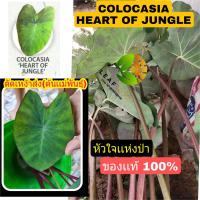 ของเเท้ 100% colocasia heart of the jungle หัวใจเเห่งป่า ตัดสดส่ง ต้นเเม่พันธุ์ colocasia heart of jungle ต้นบอน บอน