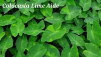 บอนลามเอด Colocasia Lime Aide