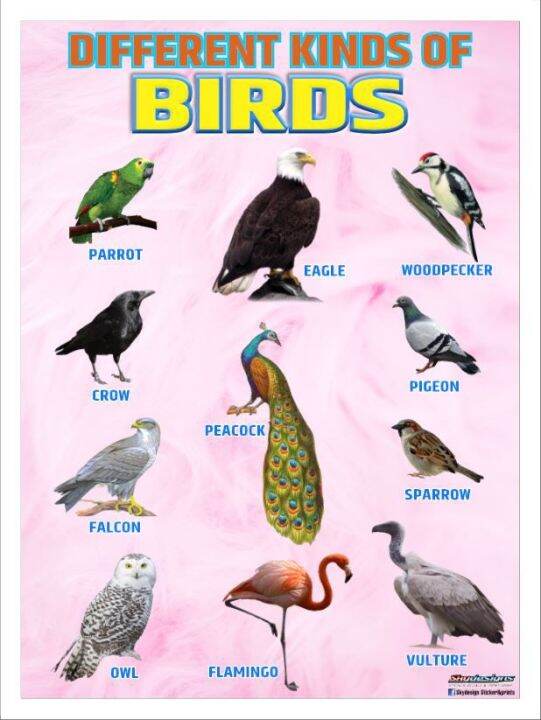 EDUCATIONAL POSTER TARPAULIN DIFFERENT KINDS OF BIRDS 45X60CM | Lazada PH