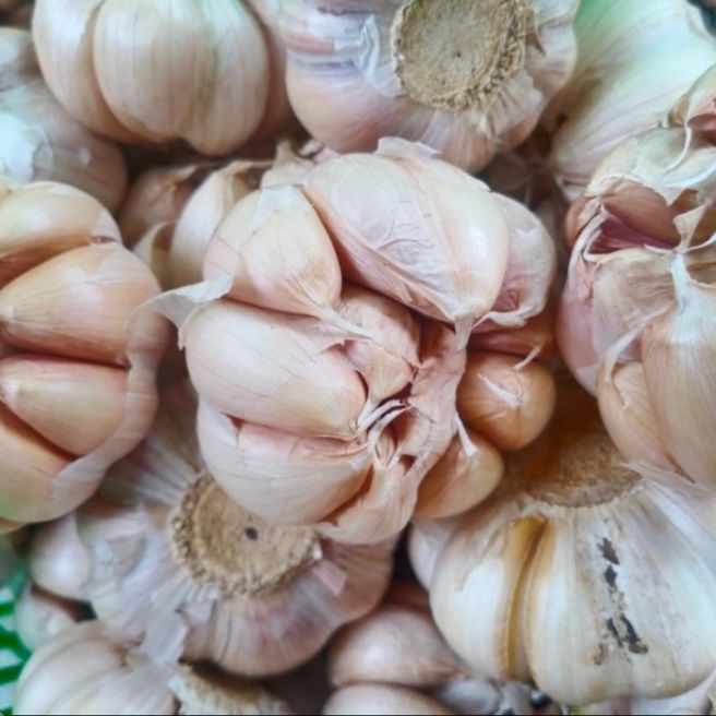 Bawang Putih Honan 1kg Lazada Indonesia