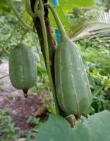 เมล็ดบวบพวง(bunched sponge gourd seeds)เป็นบวบพันธุ์โบราณหายากคู่ควรแก่การอนุรักษ์ไว้ (พันธุ์แท้สามารถเก็บเมล็ดทำพันธุ์ต่อได้)