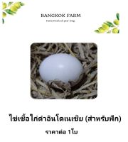 ไข่เชื้อไก่ดำอินโดเนเซีย สำหรับฟัก ราคาต่อ 1ใบ