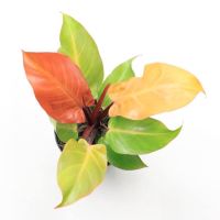 เชอรี่เรด กุมารแดงเรียกทรัพย์ กระถาง 6 นิ้ว 5-7 ใบ (philodendron cherry red) pot”6