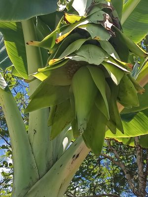 เมล็ดพันธุ์ กล้วยนวล กล้วยญวน กล้วยหัวโต 30เม็ด179บาท