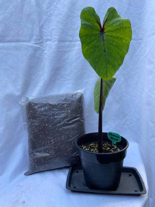 Soil Mix Colocasia & Caladium Lazada