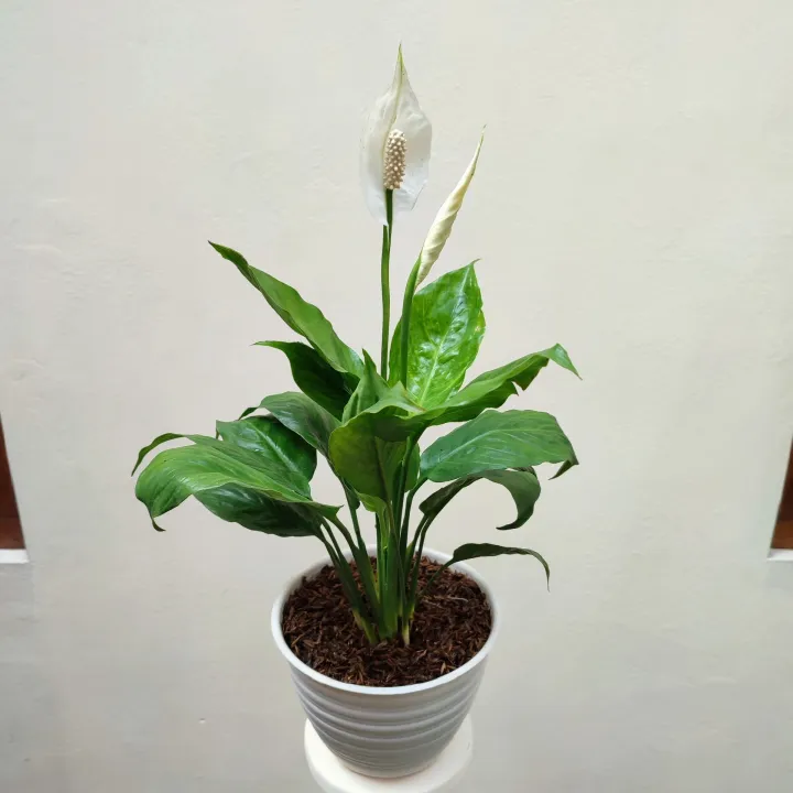 Einblatt Samen Spathiphyllum - 200 Stück Luftreinigende Zimmerpflanzen | Winterhart