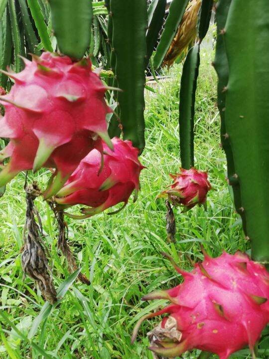 Dragon Fruit Cuttings Moroccan Red sweet variety 6pcs 46cm | Lazada PH