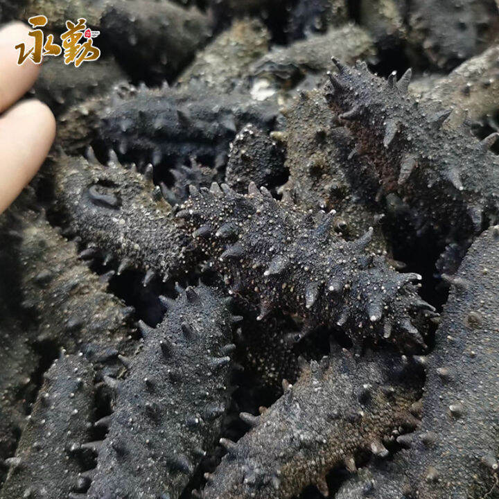 Dalian Dried Sea cucumber 50g sea cucumber origin factory processing