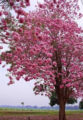 ต้นชมพูพันทิพย์🌲🌺🌸ขนาดต้นสูง 40-50 cm.หรือต้นซากุระเมืองไทย ดอกมีสีชมพู ออกดอกได้ทุกพื้นที่