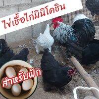 ?ไข่เชื้อไก่มินิโคชิน??แท้ 1 ฟอง Mini cochin สำหรับฟัก