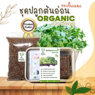 ชุดปลูกต้นอ่อนกระเจี๊ยบแดง เมล็ดเพาะงอก เมล็ดพันธุ์ผัก พร้อมปลูก organic 100%🌱