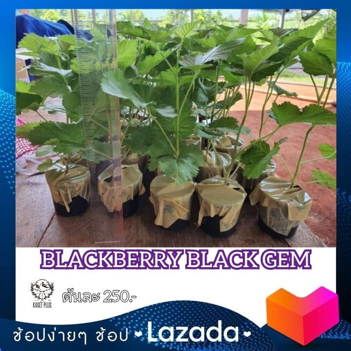 blackberry-black-gem-สายพันธุ์ไร้หนาม-ผลดก-6-7เดือนติดผลตลอดปี