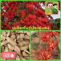 เมล็ดพันธุ์ต้นประดู่แดง เมล็ดพันธุ์ไม้ดอกไม้ประดับ  เมล็ดพันธุ์ต้นไม้เศรษฐกิจ ชุดล่ะ 10 เเละ 20 เม็ด