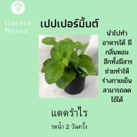 เปเปอร์มิ้น